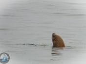 Stellar Sea lion