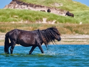 Wild Horse In The Watering Hole 