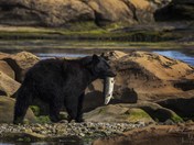 Freshly caught lunch!