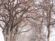April Fog - Winnipeg Elms