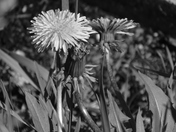 Dandilions in black & white