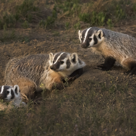 Badlands National Park