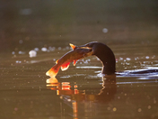 Cormorant catching fish