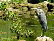 Great Blue Heron
