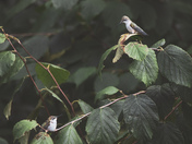 Mother keeping a close eye on her chick
