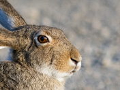 White-Tailed Jackrabbit