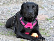 Black Labrador Retriever Resting