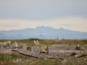 young Coyote at the beach 