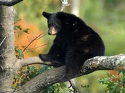 Little Black Bear 