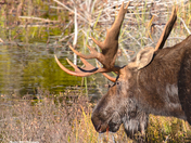 Bull Moose has a snack
