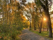 Fall Time Forest Walkway