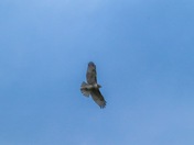 Hawk in flight 