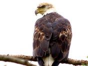 Bald Eagle 