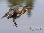 Green Heron landing 