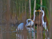 Great Egrets seen thru the reeds.