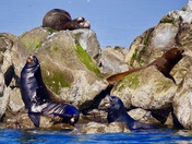 Hey...that's my rock 