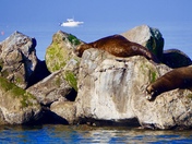 Basking in the sun...