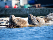 Harbour Seals