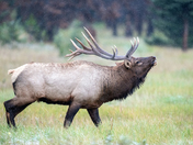 Bull Elk 