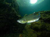 Pink Salmon in Elk Falls Canyon
