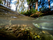 Pink Salmon In Puntlegde River