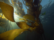 Kelp Forests on the Coast of Vancouver Island