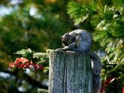 Grooming at the top.