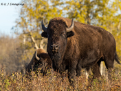 Standing On Guard For Thee