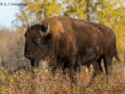 Watching for Threats