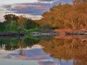 Cootes Paradise. Hamilton, ON