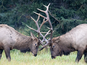 Rutting Around in the snow