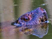 Who is it watching me?