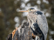Blue Heron
