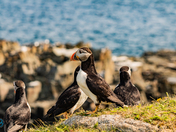 Puffins of Elliston