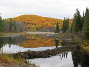 Fall Colours Algonquin Park 