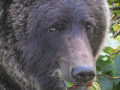 Yum, Saskatoon Berries !