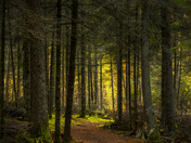 Enchanting Lights of Nopiming