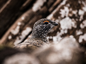 Ptricky Ptarmigan