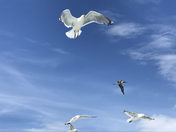 an episode on planet earth