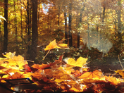 In the realm of fall colors 