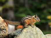 A chipmunk in the rain