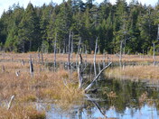 Beaver pond