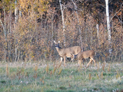 Doe and Fawn