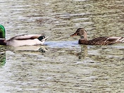 Mallards On A Creek