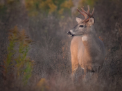 Young Buck in the Morning