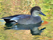 Gadwall