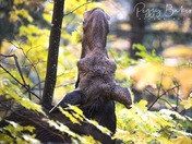 Momma Moose Munchies