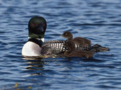 Common Loon