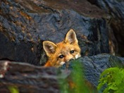 Red fox kit