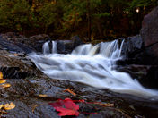 The Gut Conservation area